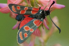 Navasota myriolecta - Esparsetten-Widderchen (Ampfer Widderchen, Krainer Widderchen)